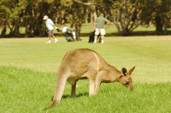 Yamba Golf & Country Club
